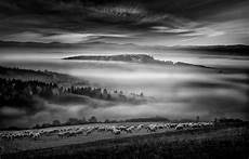 Wallpaper 2500x1600 by Nature Landscape Monochrome Mist Sheep Wallpaper 2500x1600