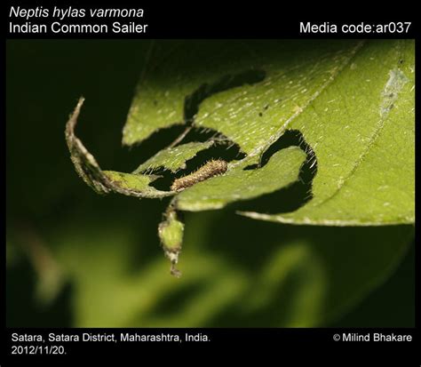 Neptis hylas | Butterfly
