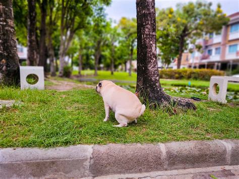 Stop Dogs Urinating Inside 的图像结果