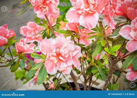 Carnation or Clove Pink or Dianthus Caryophyllus. it is an Herbaceous ...