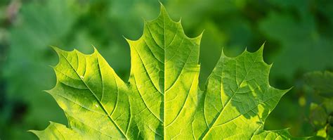 Download wallpaper 2560x1080 maple, leaf, sunshine, macro, green dual ...