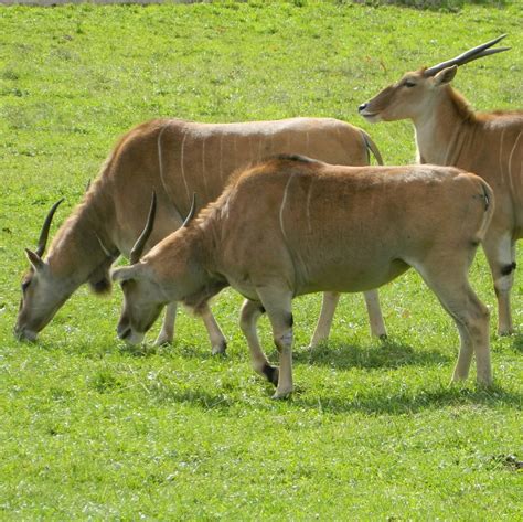 Eland Tutorial Python 的图像结果