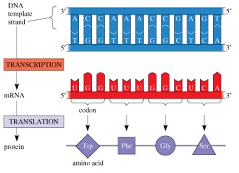 Bioinformatics Sequence 的图像结果