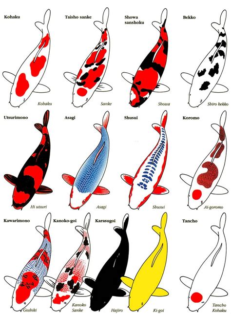 koiblog: KOI Varieties