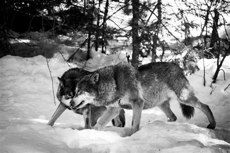 Image result for Wolves Mating Season