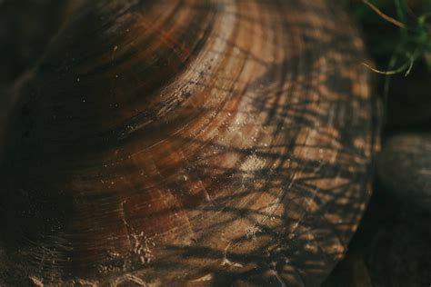 Image result for Musselshell High Resolution