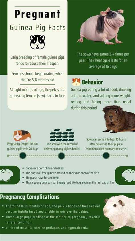 Care of a Pregnant Guinea Pig - More Guinea Pigs