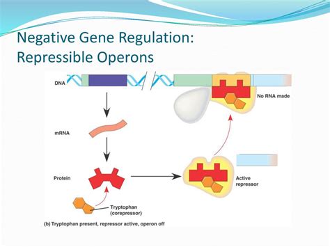 Image result for Negative and Positive Operons