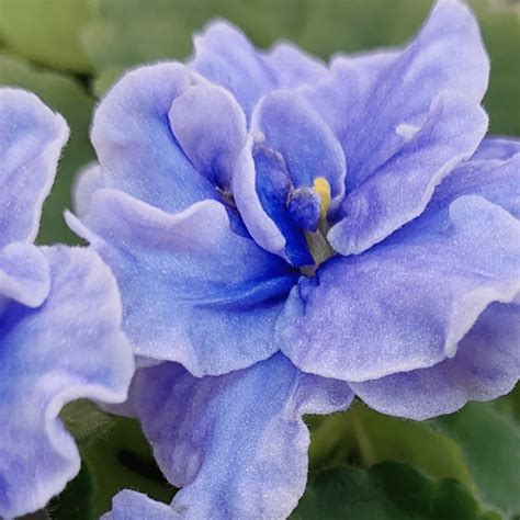 17 Types of Blue African Violets - African Violet Resource Center