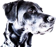 Adiós al hámster, tortuga y periquito: la lista de mascotas prohibidas ...