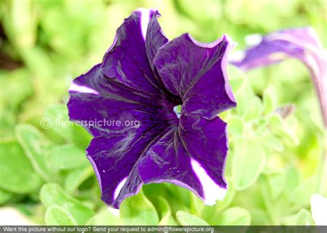 Petunia violacea | Petunia