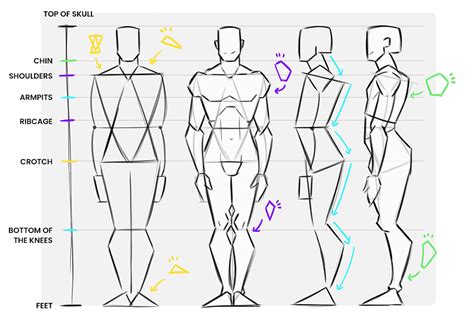 Drawing Body Proportions Human Figure Proportions Anatomy Course For
