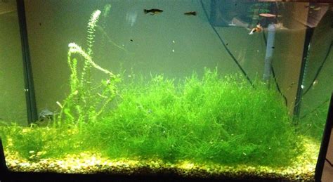 Image result for How to Plant Java Moss