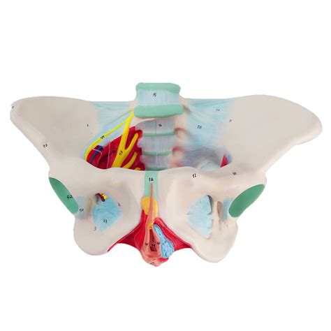 Buy WEHQ Medical Anatomical Female Pelvis Model - Female Pelvic Girdle ...