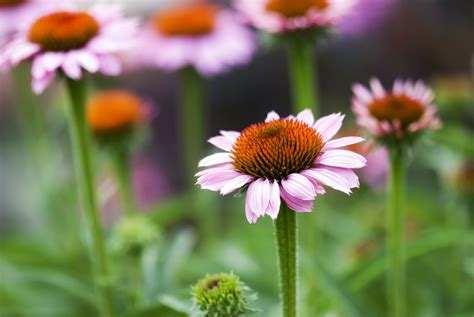 Do Coneflowers Seeds Bloom The First Year at Marc Beals blog
