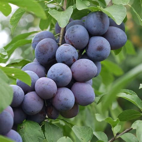 Plum Tree Types 的图像结果