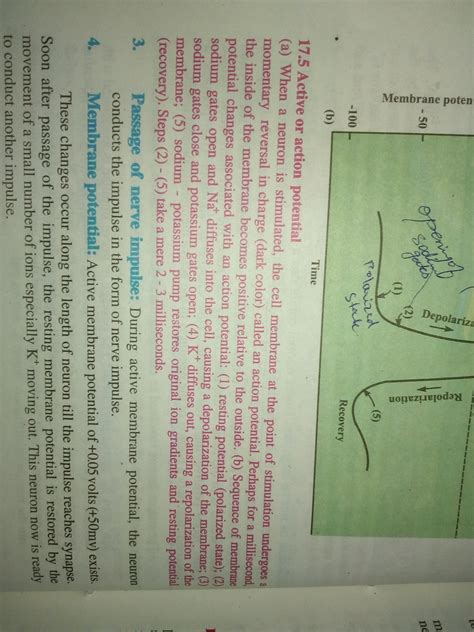 Depolarization of an axon is produced by the movement of: ( (A) Na into ...