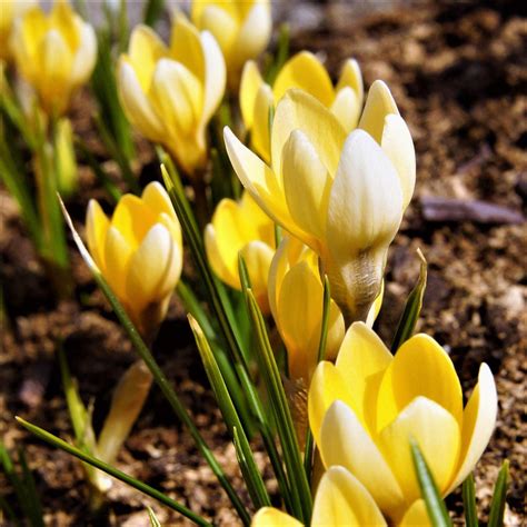 Rezultat imagine pentru Crocus Planting Guide