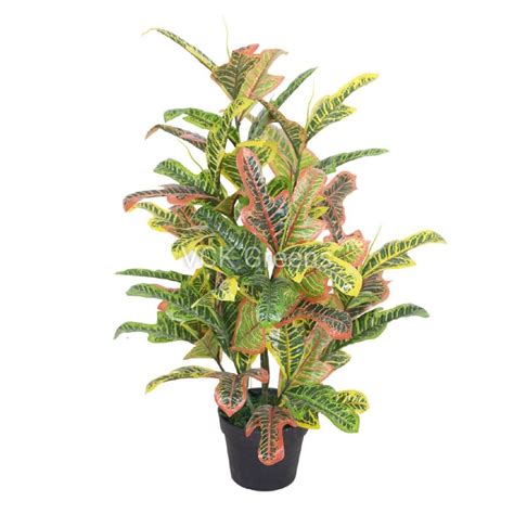 Croton Plants – VCK Greens