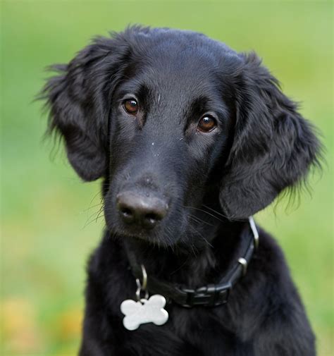 What Is A Flat-Coated Retriever at Louise Rizo blog