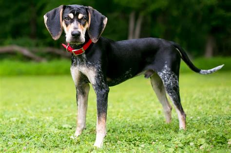 Are American English Coonhounds Good Pets
