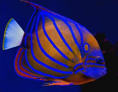 Image result for Poisson Animal