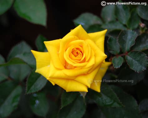 Flowers by Name-F-Faming Katy,Foxglove