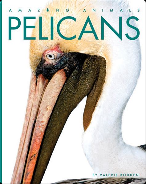 Amazing Animals: Pelicans Book by Valerie Bodden | Epic