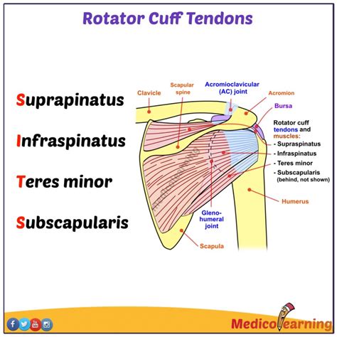 Image result for Rotator Cuff Muscle Actions