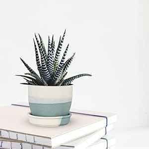 Lasaki Core with Plate Pastel Blue Ceramic Pots for Indoor Plants ...