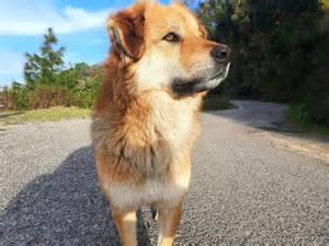 Rare dog breeds facing extinction