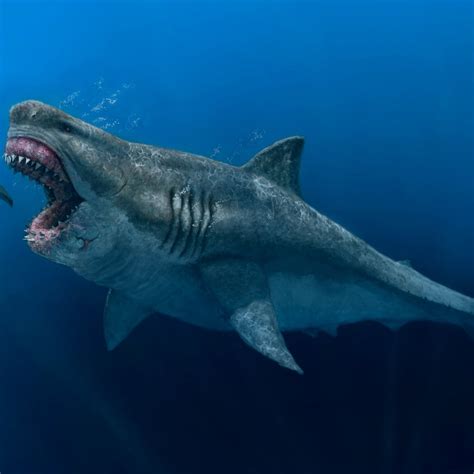 Pictures Of The Megalodon The Giant Prehistoric Shark Megalodon