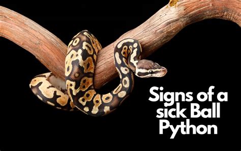 Sick Ball Python 的图像结果