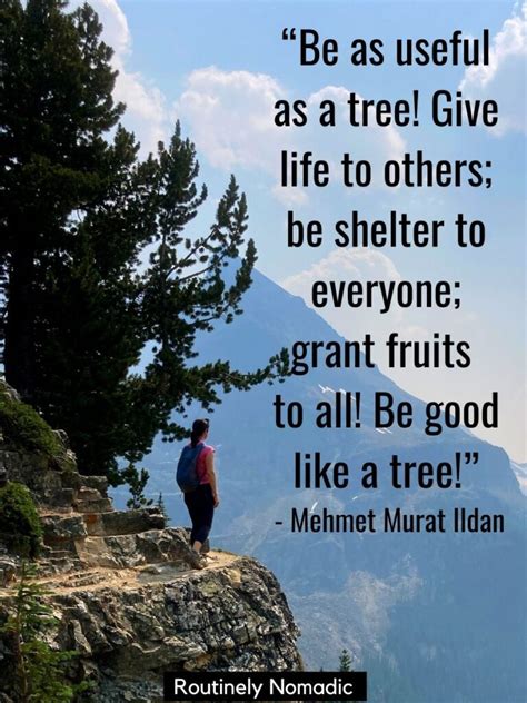 100 Beautiful Tree Quotes and Sayings | Routinely Nomadic