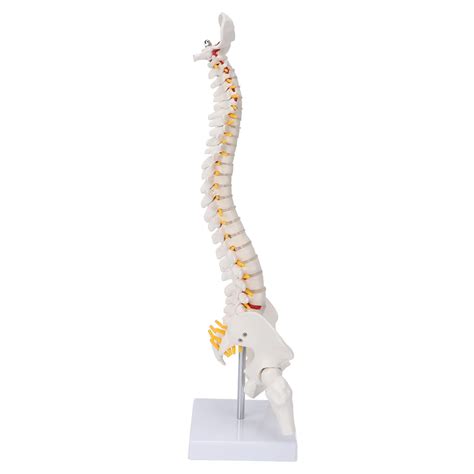 Buy Miniature Spine Model, Axis Caudal Model Flexible for Biology and ...