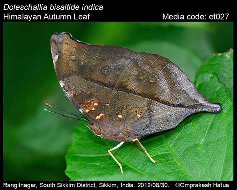 Doleschallia bisaltide | Butterfly