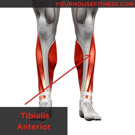 Tibialis Anterior Tendonitis
