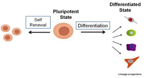 Research | Ghosh Lab