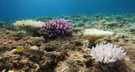 Lakshadweep worst-affected by coral bleaching on India’s coastline ...