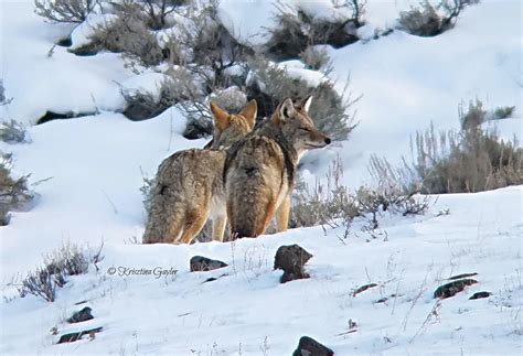 Photo Essay: Coyote Breeding Season Dances - Rewilding