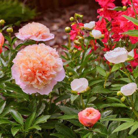 Shirley Temple peony variety Guide - The Green Thumb Chronicles ...
