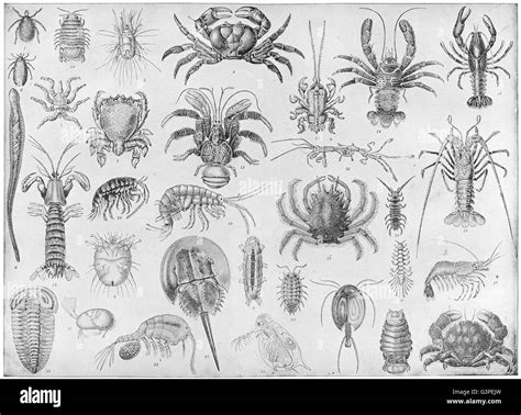 Crustacea shrimp Black and White Stock Photos & Images - Alamy