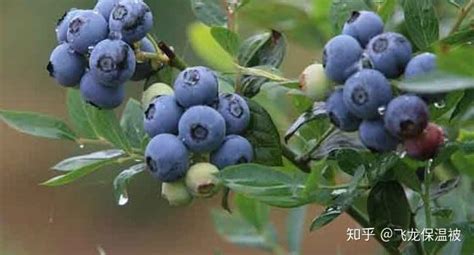 蓝莓的种植时间和方法 - 知乎