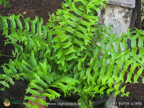 Fishtail Sword Fern Plant For Sale In India | Online plant nursery