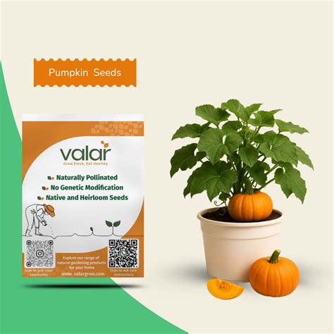 Valar Pumpkin Seeds – Non‑GMO Open‑Pollinated, Organic | High‑Yield ...