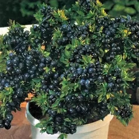 Sundhi Jambolan Java plum Black plum Black Jamun Fruit tree KALO JAM ...
