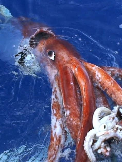Colossal Squid