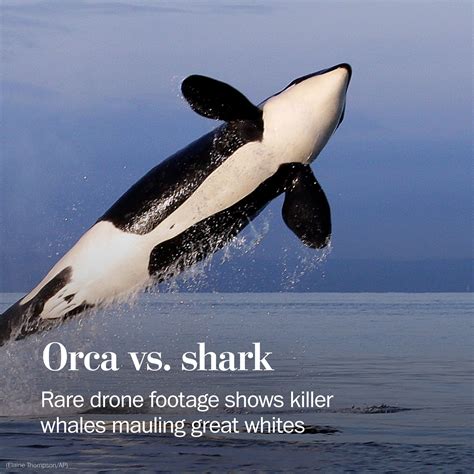 White Orca Killing Shark Lone Orca Is Seen Attacking And Eating A