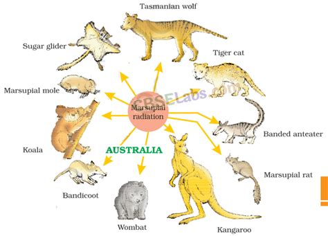 Image result for Class 12 Evolution