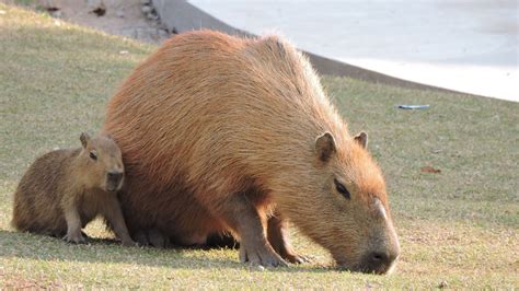 Capybara Fact Sheet | Blog | Nature | PBS